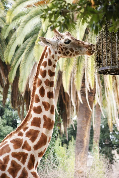 Saman yemeye zürafa — Stok fotoğraf