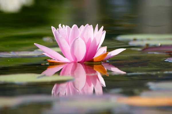 stock image Water-lily