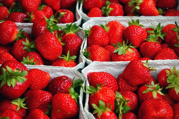 stock image Wild strawberry