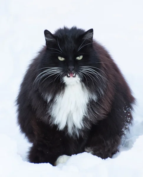 큰 검은 고양이 — 스톡 사진