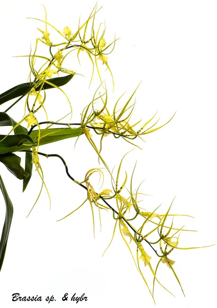Eine zarte gelbe Orchidee. — Stockfoto