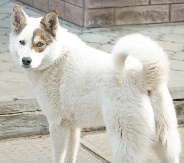 Ukraynalı husky