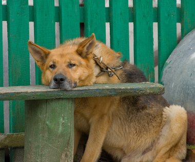 köpek bıkkın