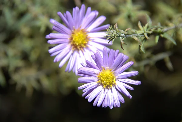 stock image Summer flowers