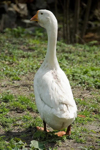 stock image Goose is walking