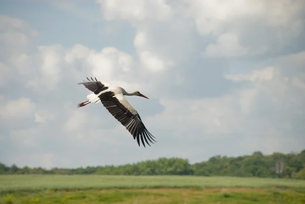 Flying stork