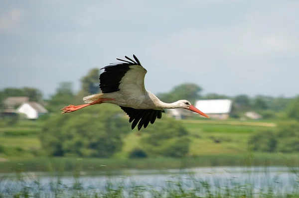 Flygande stork — Stockfoto