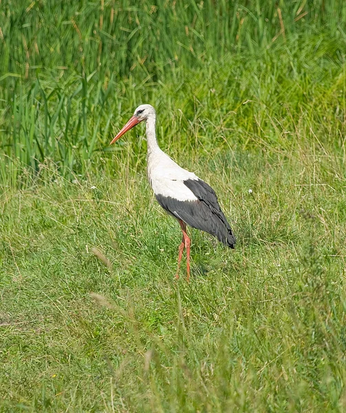 stock image Stork on the walk