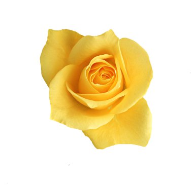 Yellow rose clipart