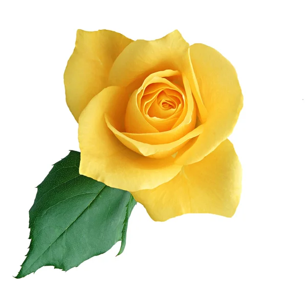 Yellow rose — Stock Photo, Image