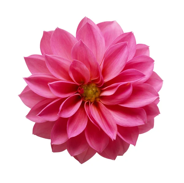 Rózsaszín virág — Stock Fotó
