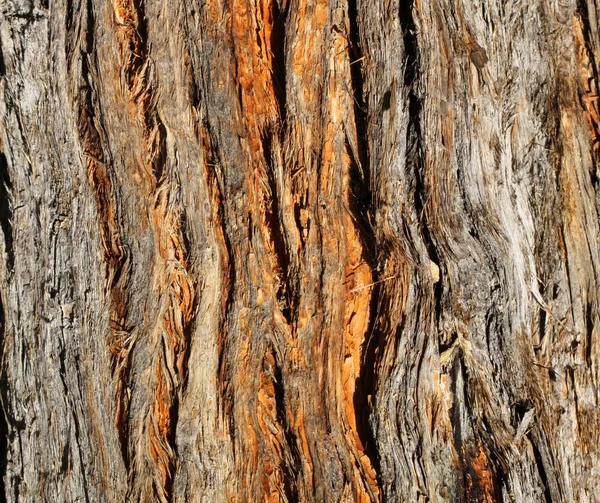 Corteccia d'albero Fotografia Stock