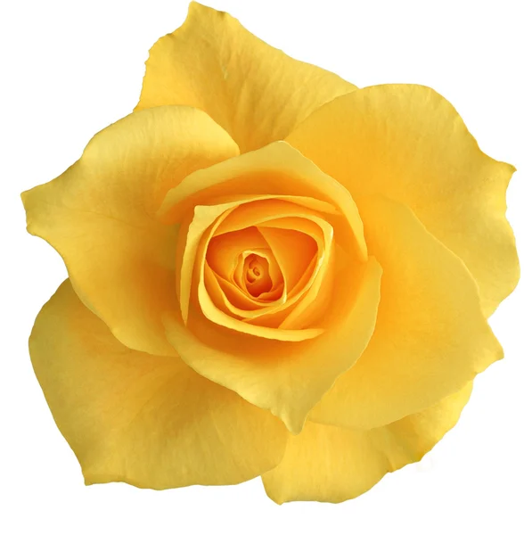 Žlutá růže Stock Obrázky