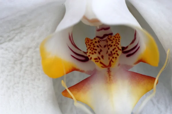 Centro del Orchid bianco — Foto Stock