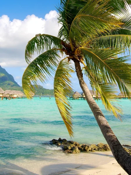 Palm in Moorea — Stock Photo, Image