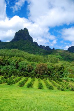 dağ moorea.