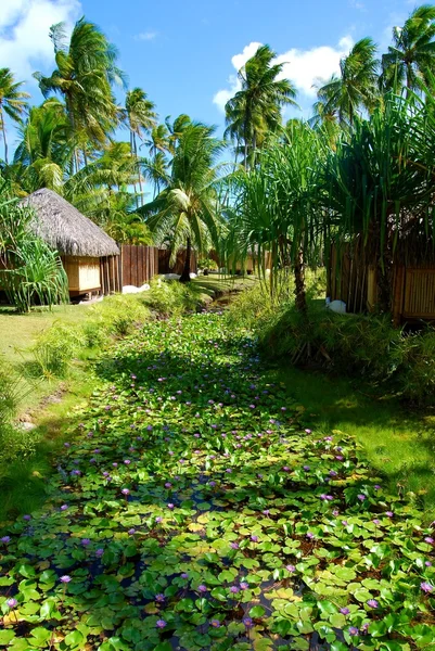 Garden Bora Bora — Stock Photo, Image