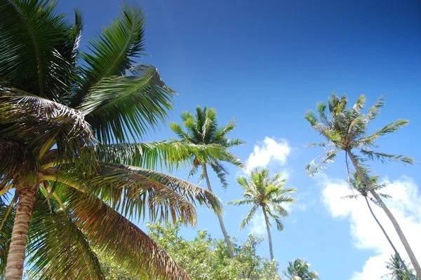 Bora Bora'da palmiye — Stok fotoğraf