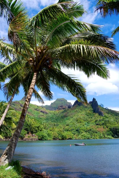 Moorea palmiye