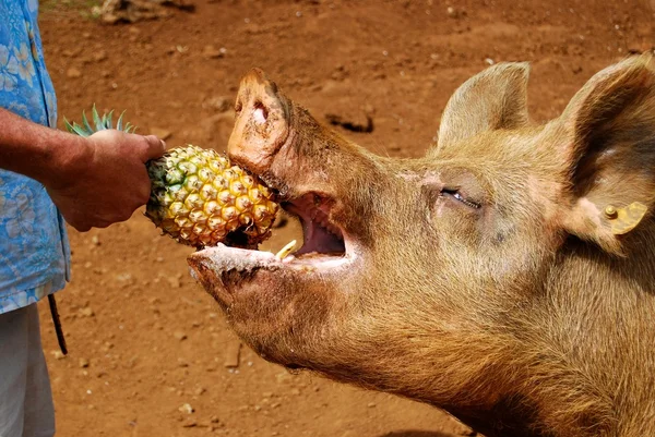 猪肉吃菠萝 免版税图库照片