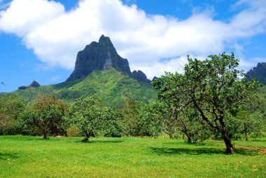 Landscape in Bora Bora clipart