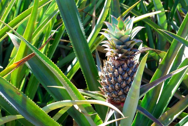 stock image Pineapple plantation in Bora Bora.