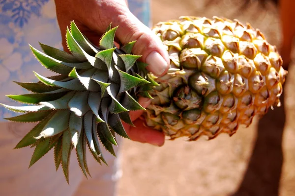 Pineapple. — Stock Photo, Image