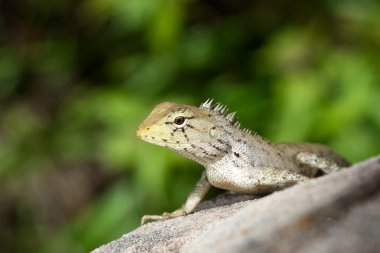 doğal kaya üzerinde yeşil iguana