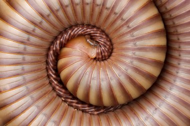 Closed-up the Millipede clipart