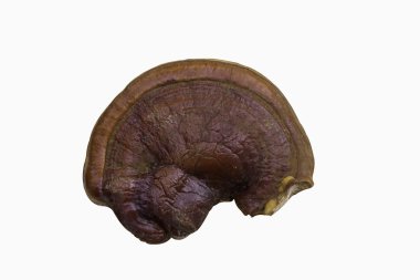 Reishi mantar veya ganoderma Lucidium