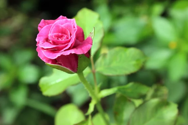Solteiro rosa flor, Valentine — Fotografia de Stock