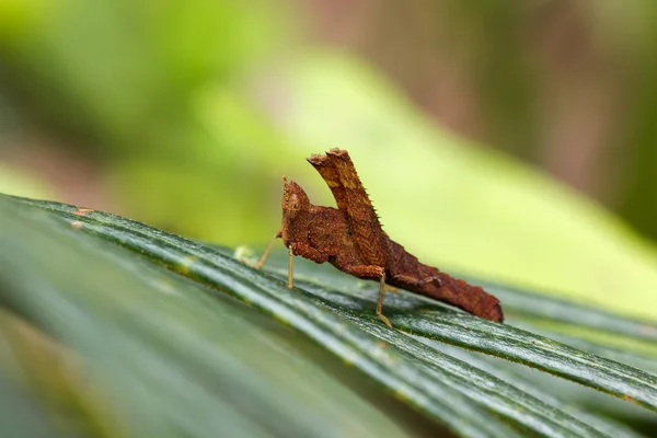 Grasshopper en frente de fondo natural — Foto de Stock
