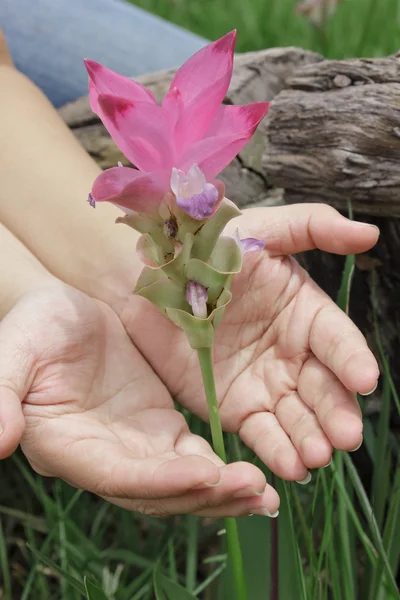Siam Tulip para el día de San Valentín y la Tierra — Foto de Stock