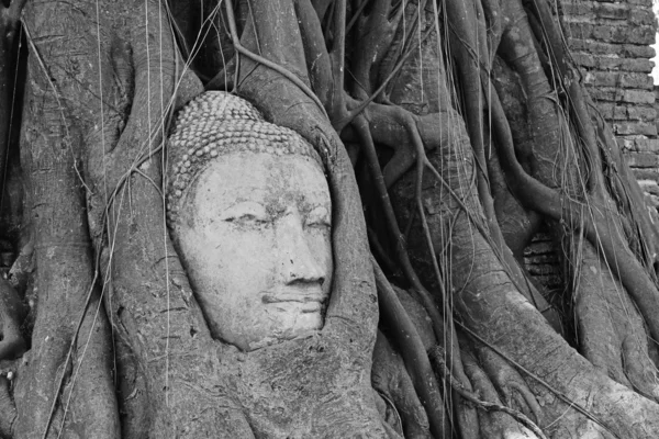 Kopf des Sandstein-Buddhas, überwachsen von einem Banyan-Baum, Ayutthaya historischer Park, Thailand. Nach Mega-Flut in Thailand — Stockfoto