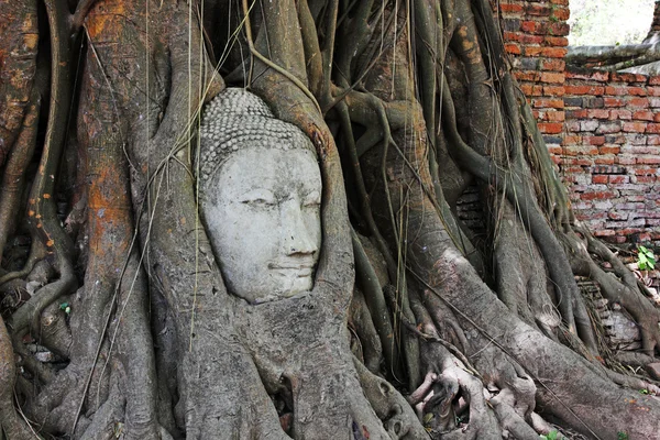 Head of Sandstone Buddha overgrown by Banyan Tree, Ayutthaya historical park, Thailand. After Mega flood in Thailand — Stock Photo, Image