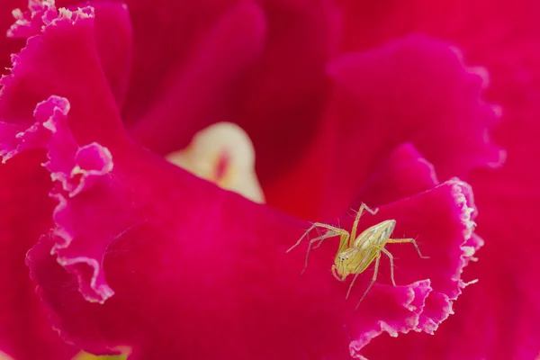 Αράχνη σε ροζ corolla — Φωτογραφία Αρχείου