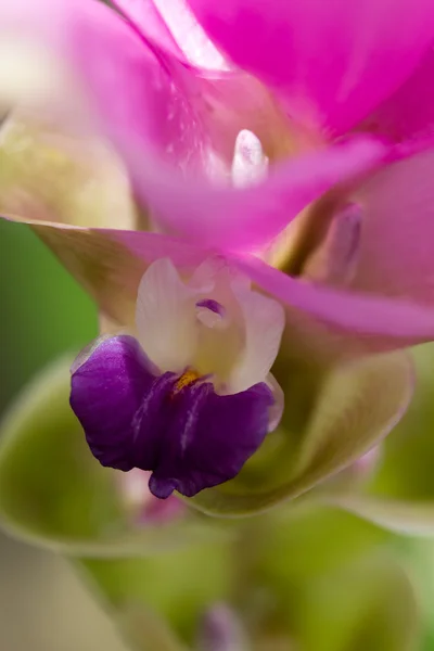 Cerrado flor, Siam Tulip hermosa — Foto de Stock