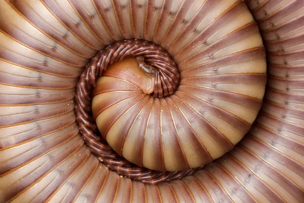 stock image Closed-up the Millipede