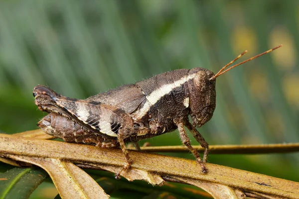 Young grasshopper on grass — Stock Photo, Image