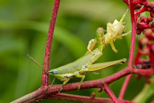 Grasshopper got poison by spider — Stock Photo, Image