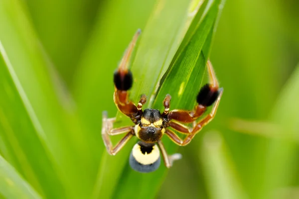 Spindel på gräs — Stockfoto