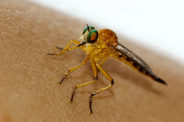 Gyllene dragonfly på mänsklig hud — Stockfoto