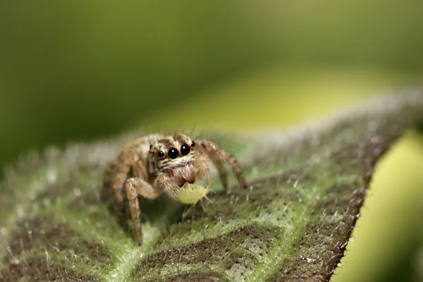跳跃的蜘蛛吃棉蚜的宏 — 图库照片