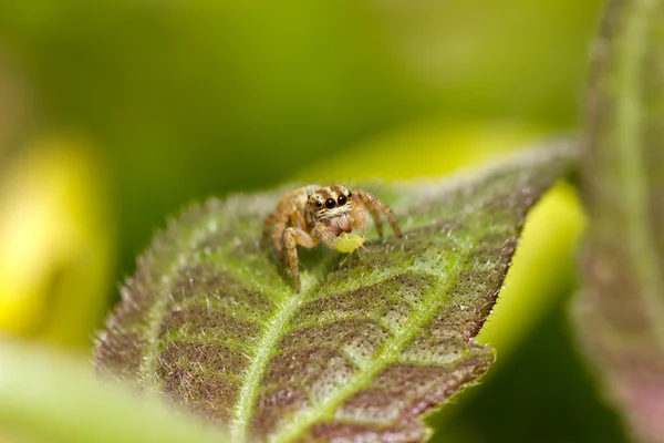 Macro Jumping spiders eating aphis — Stock Photo, Image