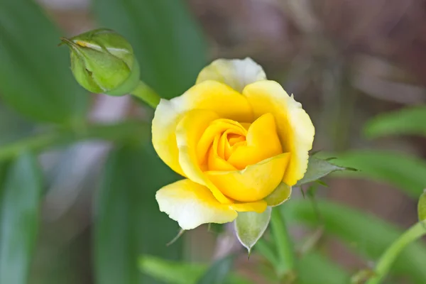 노란 장미 꽃 꽃 — 스톡 사진