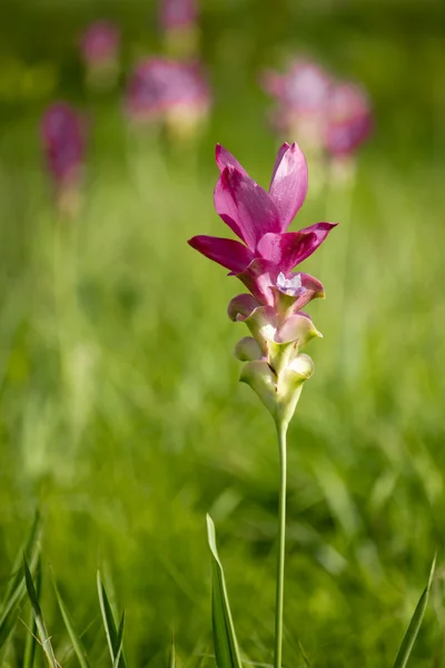 Valentine Flower, Siam Tulip beautiful — Stock Photo, Image