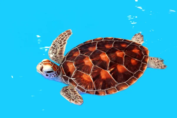 Havssköldpaddan i barnkammaren dammar Stockfoto