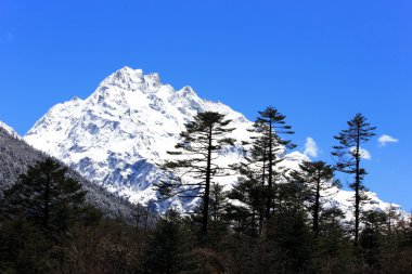 kar dağ, sikkim vadide yumthang