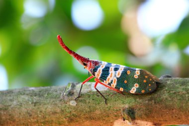 Lanternfly colorful insect ,Asian Thailand clipart