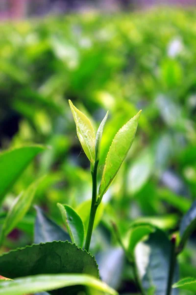 Fresh tea leaves in Darjeeling of Sikkim, India — Stock Photo, Image